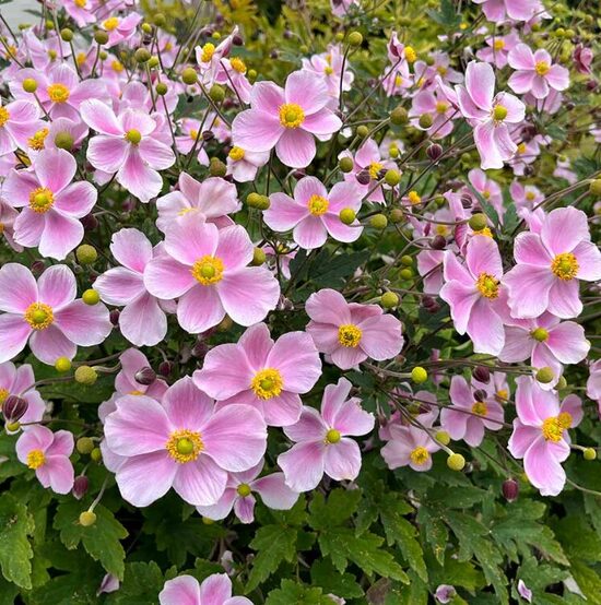 Anemone 'Satin Doll Blush'